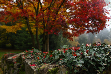 Obraz premium autumn in the german park