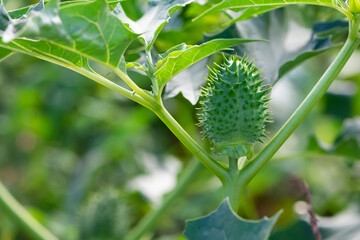 Photos of native plants, flowers and thorns.