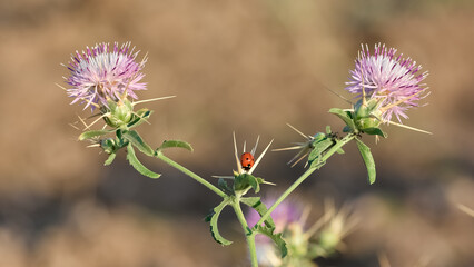 photos of natural thorns and blooming thorns