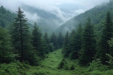 Fototapeta premium Misty Forest Valley with Tall Pine Trees