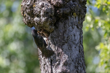 Obraz premium Fütterung der jungen Stare