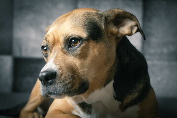 Side Profile of a Relaxed Dog