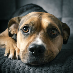 Thoughtful Dog Resting Its Head on a Surface