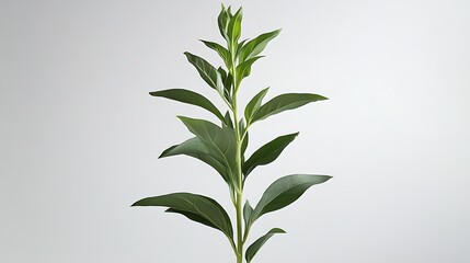 A high-definition image of an echinacea sapling, its fresh green leaves sharply contrasted against a white background