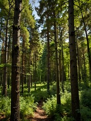 Obraz premium Green tops of trees in a mixed forest on a sunny day.