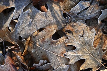 Close-up of leaves with frost