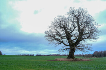Obraz premium big wide majestic leafless oak tree in green agricultural field. Latvia landscape in late autumn.
