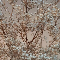 dried baby breath gypsophila closeup in beige background