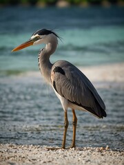 Grey heron in the Maldives.