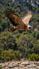 Obraz premium Griffon vulture flying in the Cazorla Nature Park.