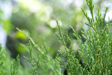 Floral background. Juniper evergreen plant branch in blurred focus with bokeh effect, selective focus