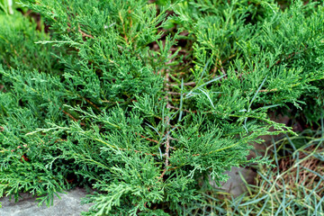Floral background. Juniper Plant Evergreen Bush, Conifer for Park and Country Decoration, Selective Focus