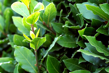 Floral, botanical background. Leaves of a bay bush lit by the sun, selective focus