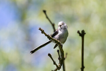 Schwanzmeise sitzt am Ast