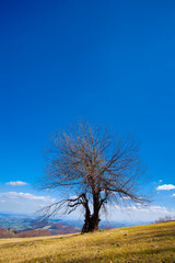 Solitary Tree Under the Blue Sky