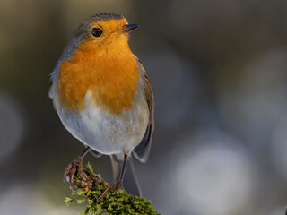 Against a dark background with white reflections, a robin sits on a moss-covered branch.