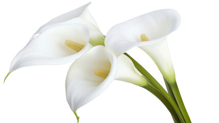 White calla lily lilies flower © ArtBox
