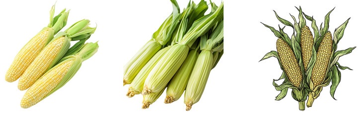Obraz premium Set of A Photo of fresh corn on the cob, isolated on Transparent PNG format Background.