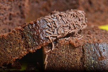 A closeup shot of a delicious juicy homemade Chocolate cake.