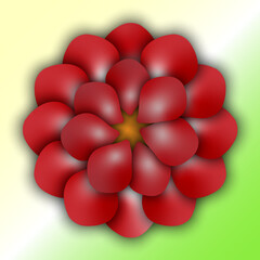 flower rose many petals beautiful