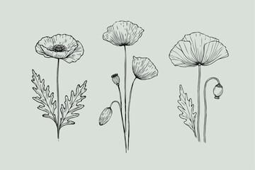 Adobe Illustrator Artwork, 
set of contour spring flowers, 
line art floral, leaves, 
black and white illustration poppy, anemone
set of decorative elements of plants stylized