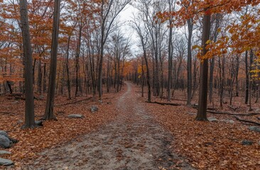 Fototapeta premium Autumnal Forest Path
