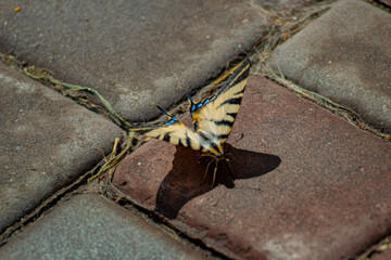 a beautifully detailed butterfly perched on a surface made of cobblestones. The butterfly's wings are predominantly yellow and have striking black stripes that create a decorative pattern.