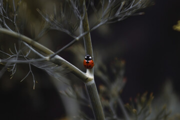 a close-up view of a slender plant stem surrounded by delicate, feathery foliage. The stem is...