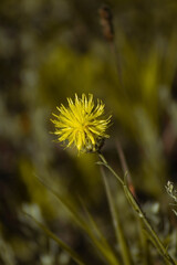 a close-up of a vibrant yellow flower with a unique, spiky appearance. The flower is the focal point, standing tall above green foliage.
