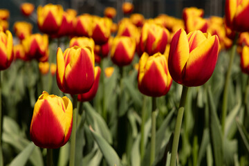 Tulipes jaune et rouge, jour, extérieur , horizontal