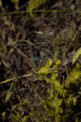 a close-up view of a dragonfly perched on a stem amidst a natural setting. The background is a mixture of brown, dried vegetation and green foliage