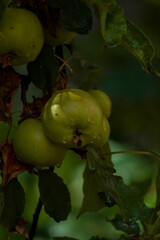 several green apples hanging prominently on a branch, partially surrounded by leaves.