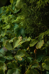 a vibrant, densely packed arrangement of green foliage. Various types of leaves can be seen, some...