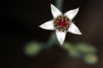 Flower of Graptopetalum paraguayense - Mother-of-pearl-plant - Ghost plant - succulent plant - jade...