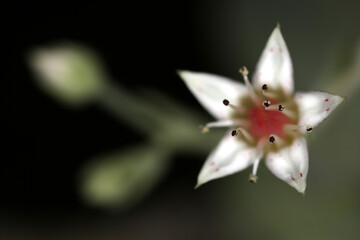 Flower of Graptopetalum paraguayense - Mother-of-pearl-plant - Ghost plant - succulent plant - jade...