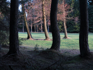 Forest walk beside Hazlehead Golf Course - Aberdeen city - Scotland - UK