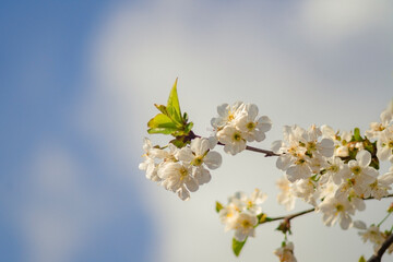 a close-up view of a flowering branch against a backdrop of a bright blue sky