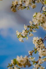 a close-up view of a flowering branch against a backdrop of a bright blue sky