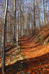 autumn in the forest