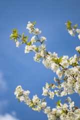a branch of delicate white flowers against a clear blue sky. The flowers are small and clustered, exhibiting soft petals that radiate a bright white hue.