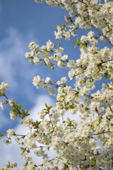 a vibrant scene of blooming flowers against a bright blue sky. Delicate white blossoms dominate the foreground, creating a rich tapestry of petals
