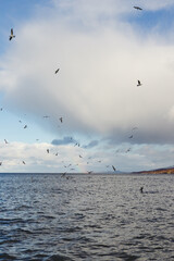 seagulls flying over the sea
