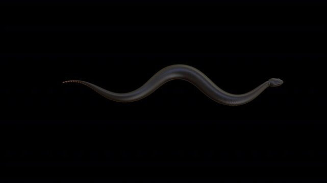 Dangerous Snake 3D Video Animation