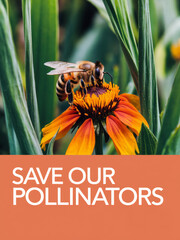 A vibrant close-up of a bee on an orange flower highlights the message "Save Our Pollinators," advocating for environmental conservation and the protection of essential pollinator species.