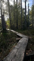 A walk in the forest