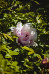 a close-up view of a peony flower surrounded by lush green foliage. The peony features large,...