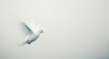 Obraz premium White dove soaring through a foggy sky during early morning light