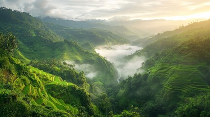 Naklejka premium Sunrise over lush green rice terraces in a valley, mist-shrouded mountains.