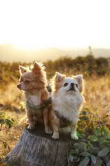 Two adorable Chihuahuas sitting on a tree stump in a scenic outdoor setting