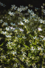a vibrant patch of wildflowers, predominantly featuring delicate white petals with subtle hints of blue
